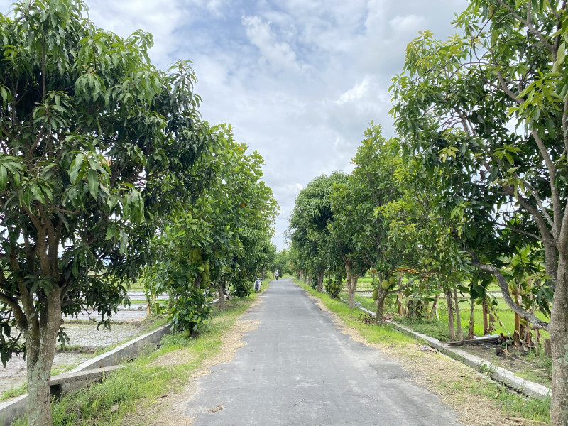 agrowista